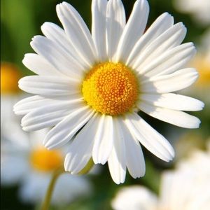 Meet your Posher, Karolina